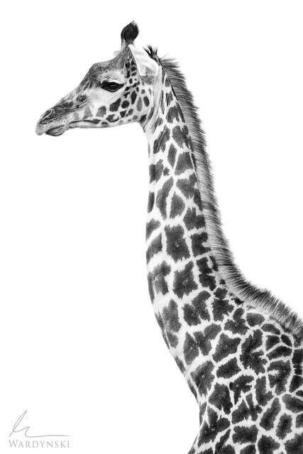 Black and white fine art photograph of an African giraffe