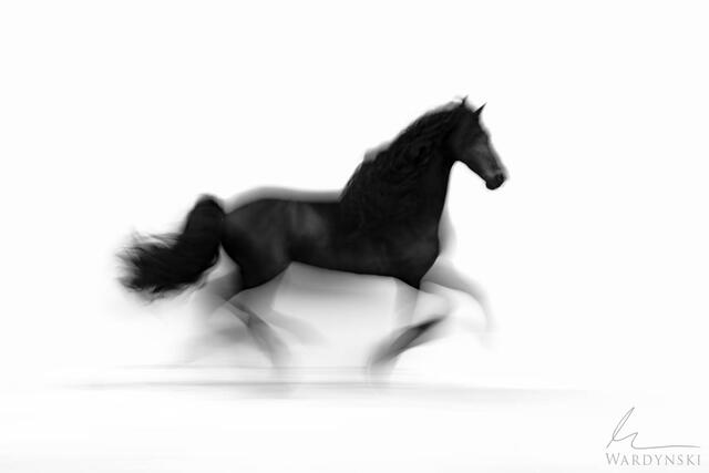 Long exposure horse photograph in black and white. This minimal fine art photograph is a great center piece in  horse and art lover alike.