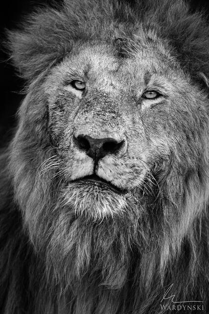 Black and white fine art photograph of a male lion in Masai Mara Kenya.  African lion.