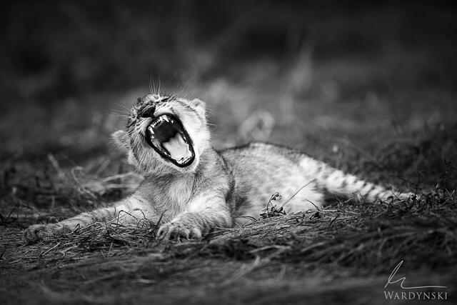 Africa Photo Tour