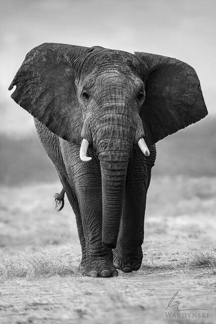 Black and white fine art photograph of an African elephant