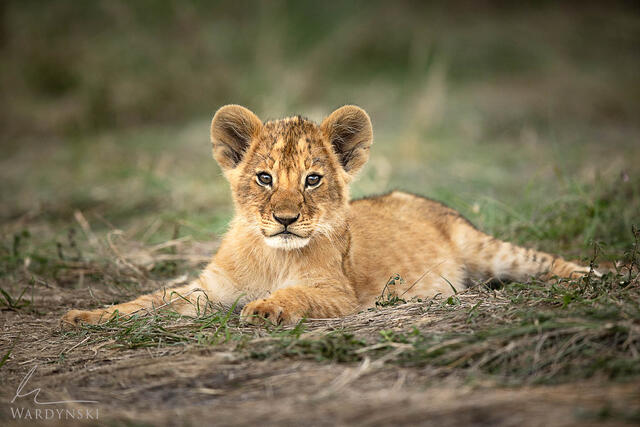 African Safari Photography workshop