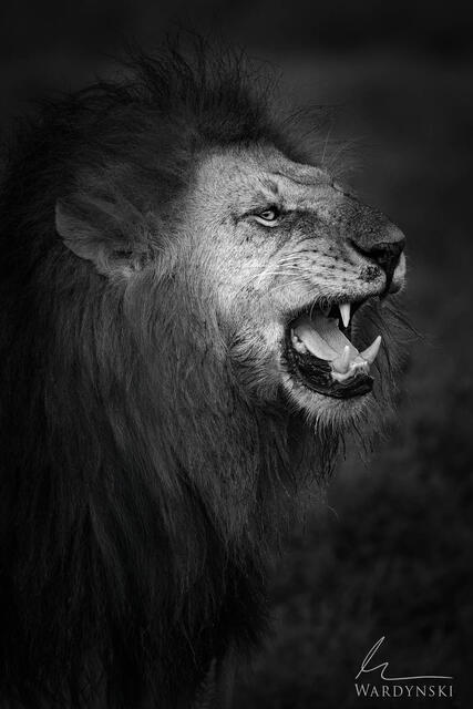 The king is a fine art photograph of Oloshipa. Oloshipa is a male lion that lives in the Masai Mara of Kenya, Africa.  The striking pose is low key.