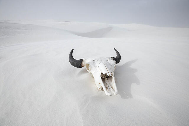 Skull in White Sand Dunes
