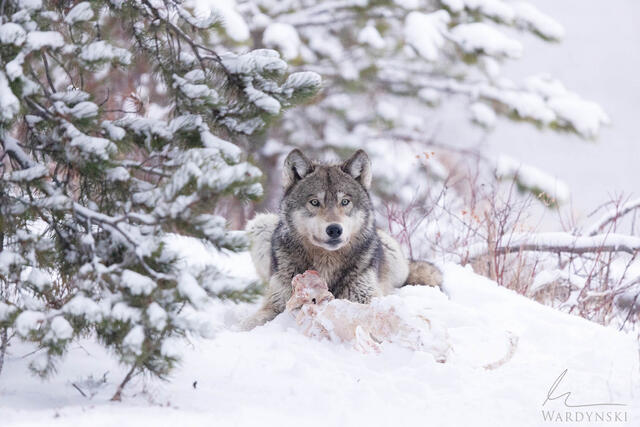 A member of the Wapiti wold pack rest next to a carcass fully alert and aware of it's surroundings.  