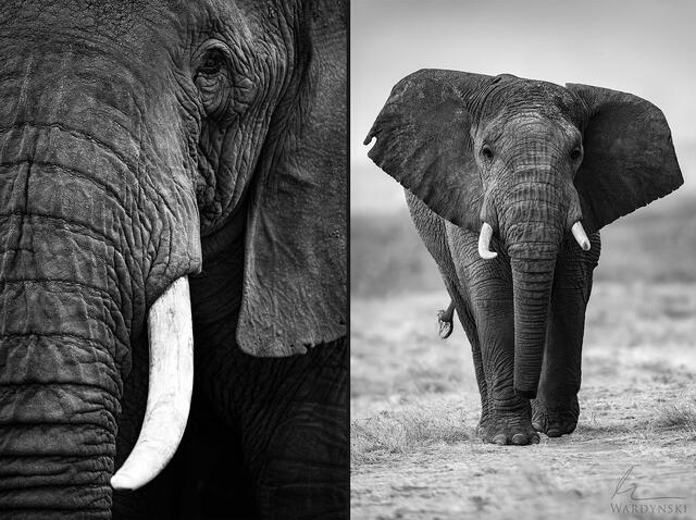 Amboseli Photography Tour.
