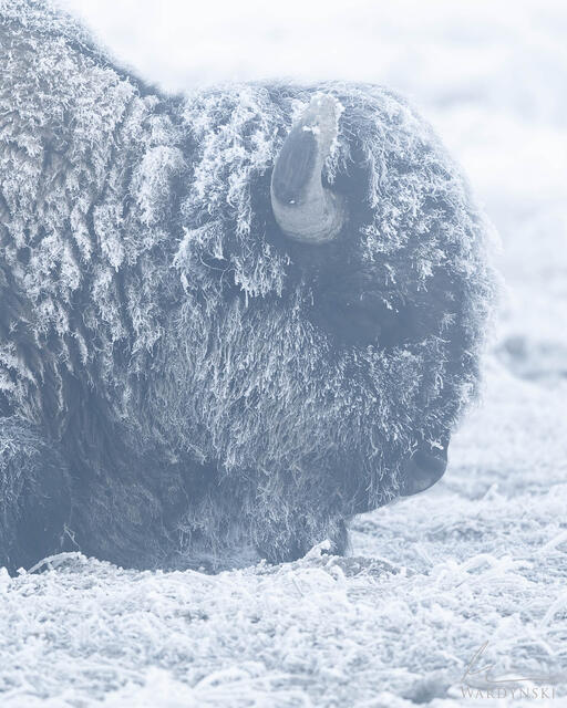 Fine art photograph of a bison profile covered in hoar frost