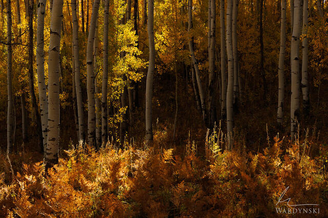 Angled Light & Aspens