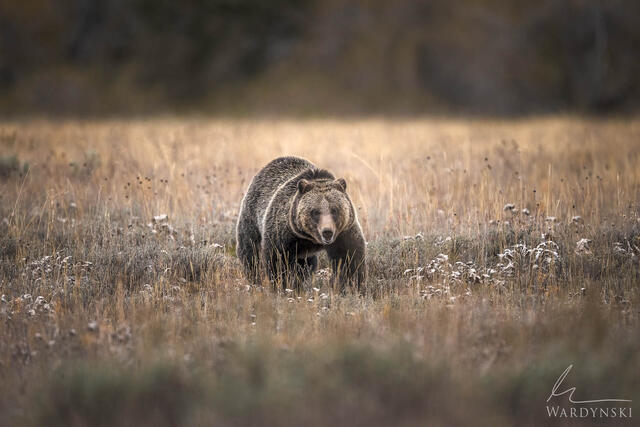 Autumn Grizzly 