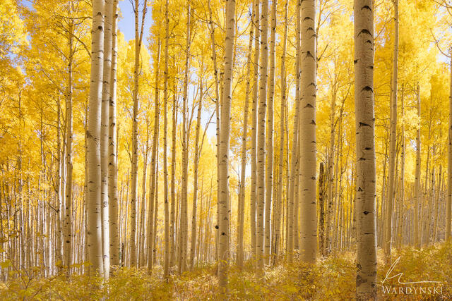 Autumn Leaves on Aspen Trees in Colorado