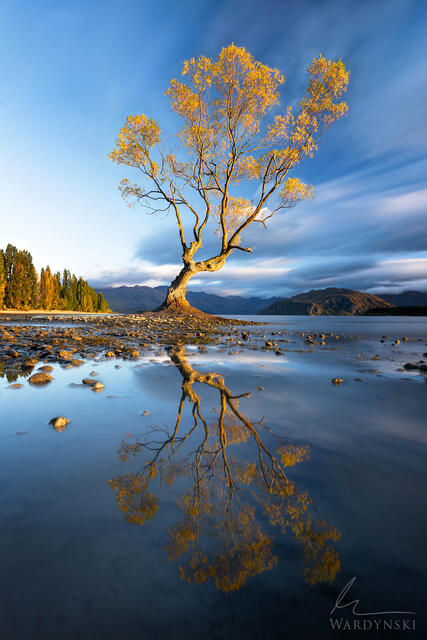 The Wanaka tree with yellow leaves in autumn.