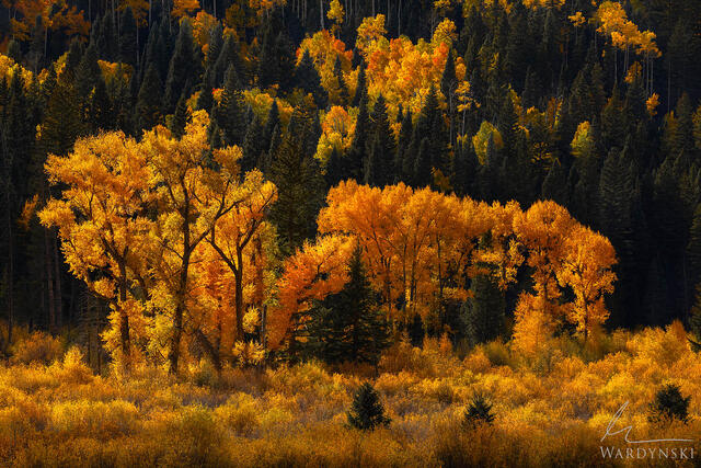A family of cottonwood trees catch evening autumn light in Colorado