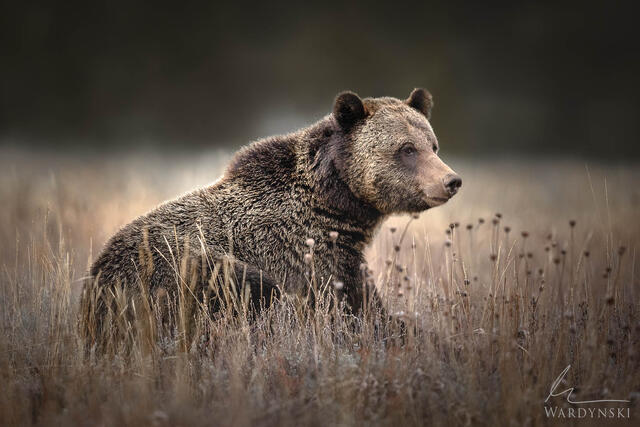 fine art wildlife photograph of a grizzly bear in a meadow located in Grand Teton National Park