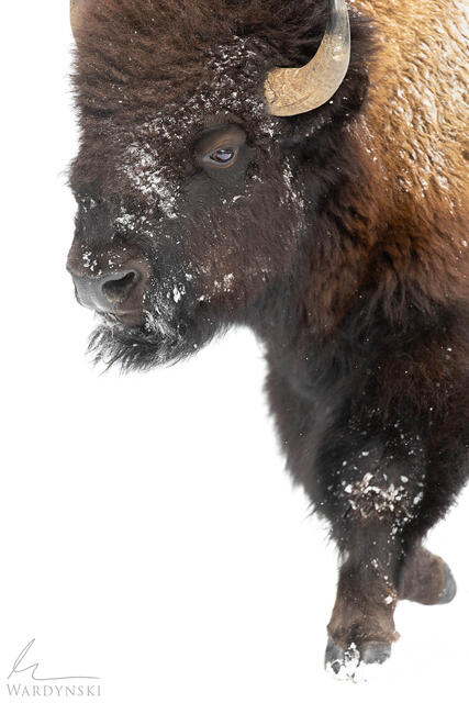Fine art photograph of a large bull bison in full stride in winter.