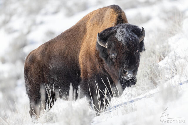 Fine Art Photograph of a bull bison in snow. Yellowstone national park