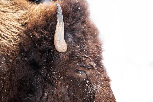 Bison in winter photography workshop in Yellowstone