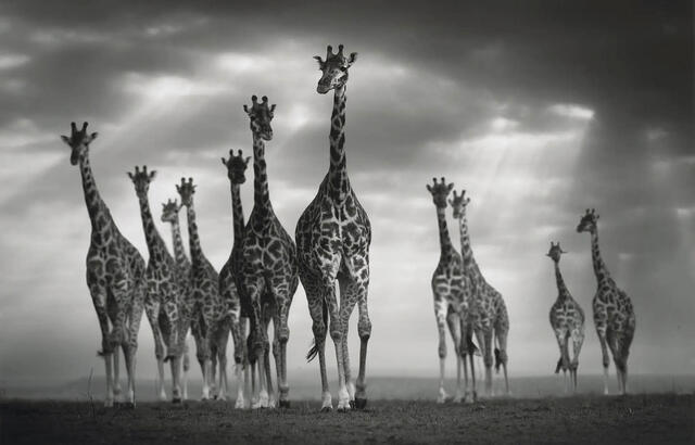 Bjorn Persson African wildlife photography