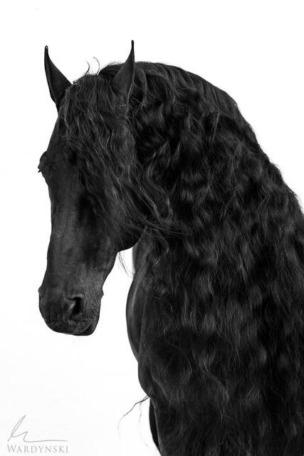 Modern black stallion portrait in black and white. This minimalist photograph is perfect for luxury interiors and homes. Large scale wall art available.