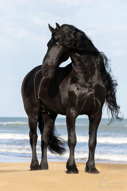 modern photographic portrait of a black stallion on a beach ion Spain.