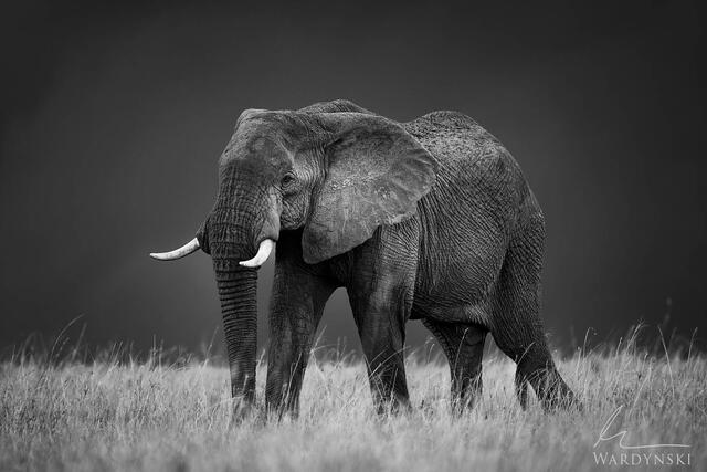 A bull elephant in Masai Mara National Park in Kenya, Africa. Black and white contemporary artwork. large format.