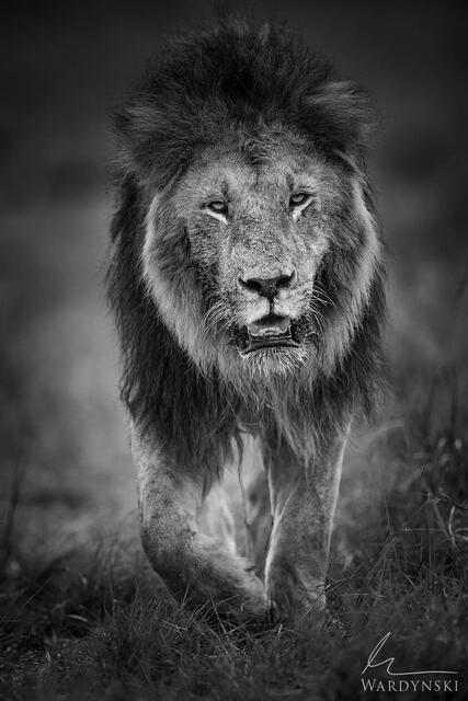 Black and white fine art photograph of male lion walking towards the camera. Lion photography from Kenya Africa.