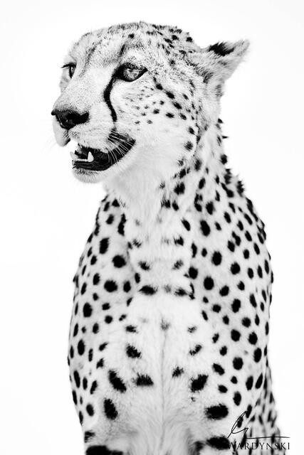 Luxury black and white photograph of a cheetah in Masai Mara, Kenya, Africa. High-end wildlife photography by Mike Wardynski.