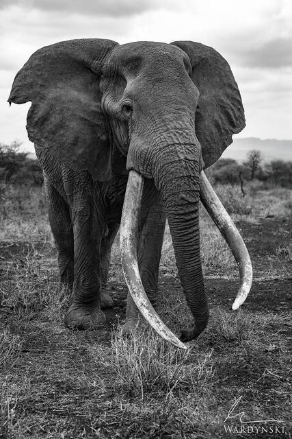 Black and white photo of Craig, the oldest elephant in Africa. Super tusker fine art photography from Amboseli National Park in Kenya.