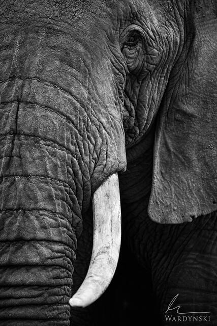 Fine art photograph of bull elephant in Amboseli National Park, Kenya Africa. Large scale Black and white photography by Mike Wardynski