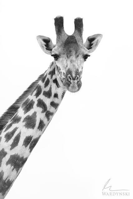 Black and white portrait of giraffe in Kenya Africa. High quality African wildlife photography by Mike Wardynski