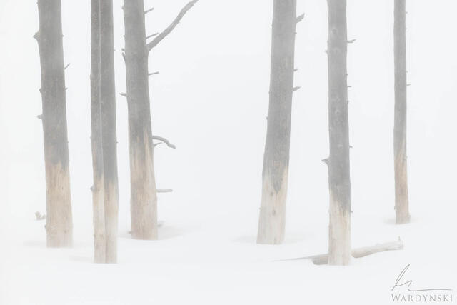 minimal fine art photograph of the famous bobby socks trees in Yellowstone national park in winter.