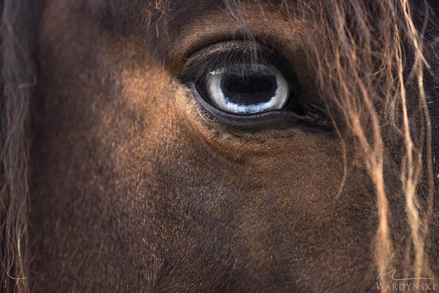 Close up photograph of an Icelandic horses beautiful blue eye.