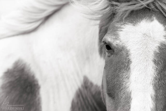 A fine art sepia toned photograph of an Icelandic horse. The photograph is minimalistic composition with tight framing of the horses head and bust.