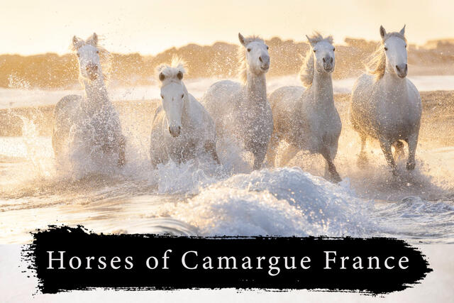 5 white horses running through the Mediterranean sea in Camargue France with golden light behind them.