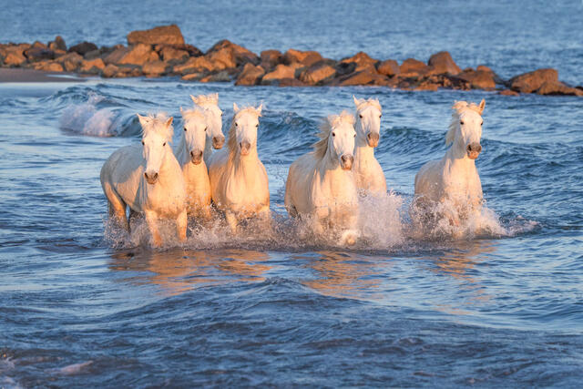Seven Horses at Sea