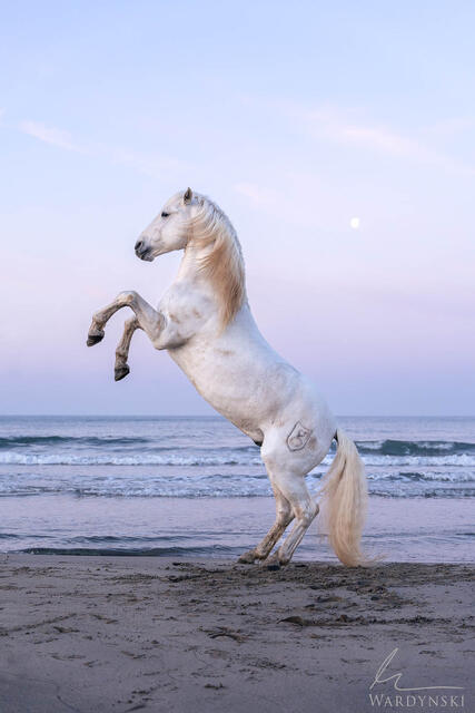 Morning Dance