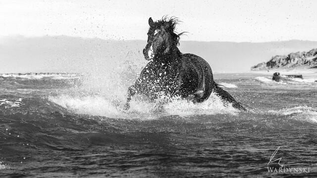 Camargue black stallion in ocean on Mike Wardynski's Photography workshop