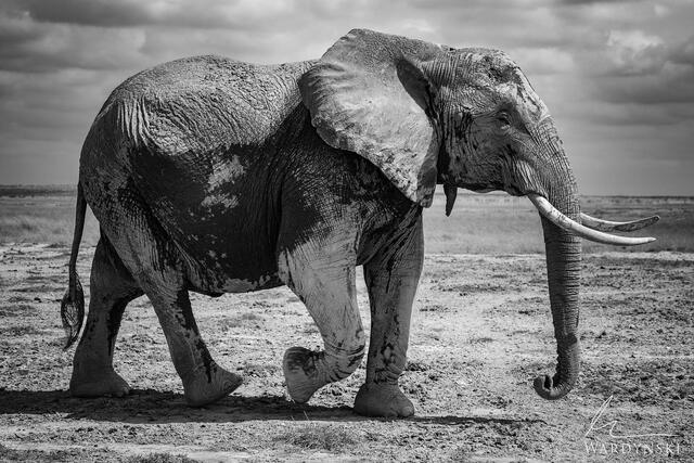 Contemporary black and white photograph of African elephant in Amboseli National Park, Kenya, Africa.
