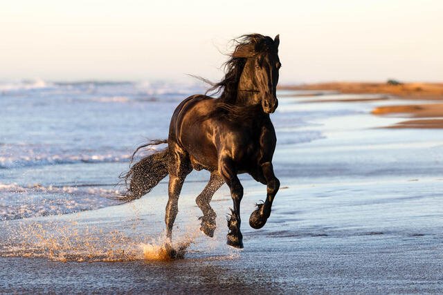 contemporary photograph of A Frisian stallion running at full speed on the coast of Spain.