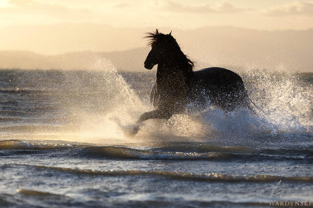 A black stallion runs through the sea in the Spanish countryside. Thousands of water droplets shimmer in the golden backlight creating what looks like galaxies 