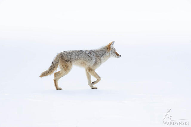 Coyote Trot