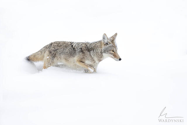 Coyote on the Move