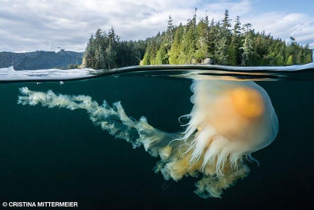 Cristina Mittermeier underwater wildlife photography. The best wildlife photographer in the world.