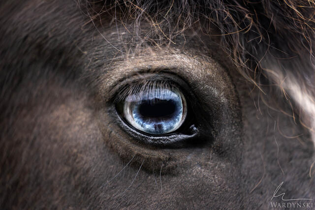 A striking fine art photograph closeup of a crystal blue horse eye. 