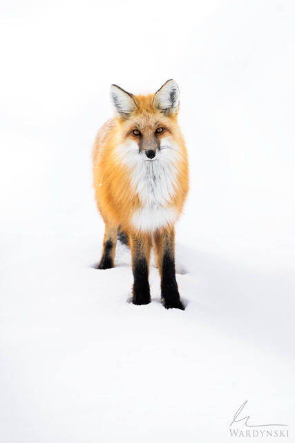 a red fox stand in the snow of Yellowstone staring directly at the camera. fine art wildlife photograph.