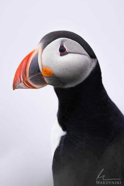 Fine art photograph of a curious puffin against a white sky.