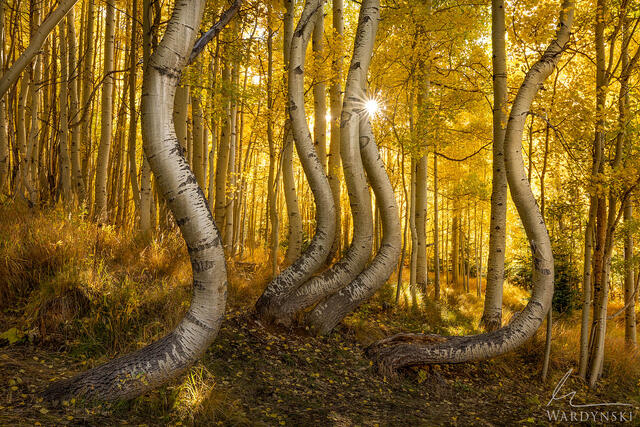 A group of dancing aspen trees high in the mountains of Colorado in fall.