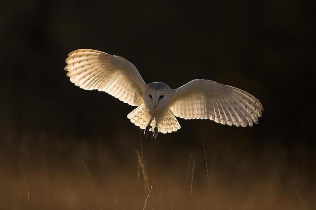 David Tipling owl photography