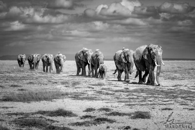 Elephant Photography Workshop