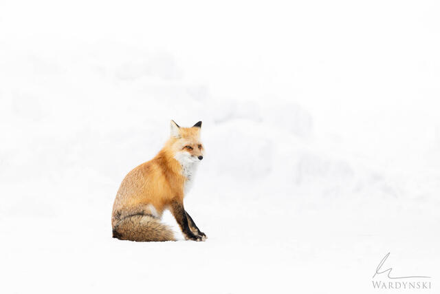 Minimalistic fine art photograph os a red fox resting in snow.