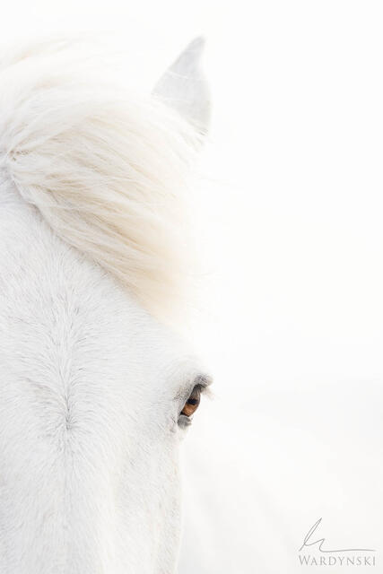 White Horse Wall Art by Mike Wardynski Photography